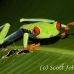 frog_tree_redeyed_tar_h_0577_cos0907.jpg